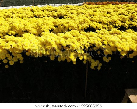 Beautiful  yellow​ ​ flowers, floral and natural backgrounds