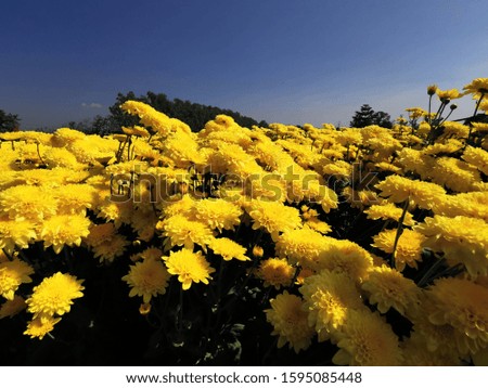 Beautiful  yellow​ ​ flowers, floral and natural backgrounds