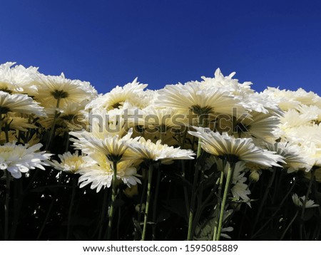 Beautiful  white​ flowers, floral and natural backgrounds