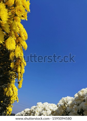 Beautiful white​ and​ yellow​ ​ flowers, floral and natural backgrounds