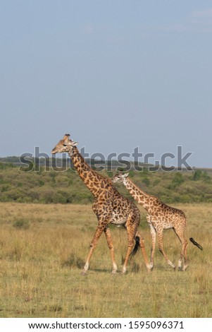 A family of Giraffes walking in the plains of africa during a wildlife safari inside Masai Mara National Reserve