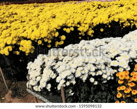 Beautiful white​ and​ yellow​ ​ flowers, floral and natural backgrounds