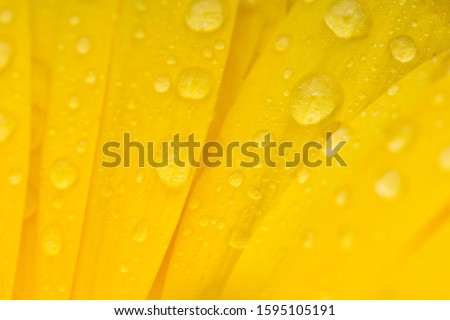 Yellow flower close-up and water drop. macro shot