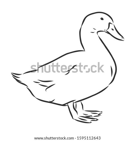 Duck, domestic bird, wild animal, vector illustration sketch 