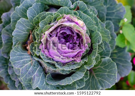 Picture looking from the top onto a purple flowering cabbage showing its leaves' color structure from green to purple