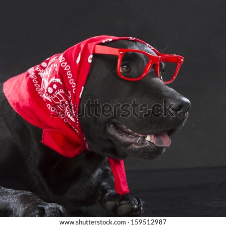 black labrador retriever dog on black background