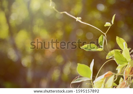 Climber plant leaves growing against sunlight in daytime at the right of the picture with nature bokeh background, focused on leaves and plant