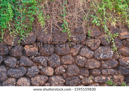 Green plant on a stone wall background. Background picture.