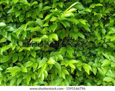 Natural green leaves by the fence
