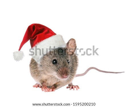 Field mouse in a hat of Santa Claus. Year of the mouse. Isolated