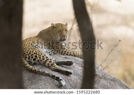 A selective focus shot of a cheetah laying on  a rock