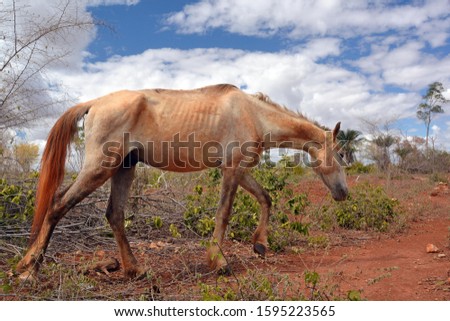 Emaciated horse on a barren pasture, Lencois, Bahia, Brazil Royalty-Free Stock Photo #1595223565