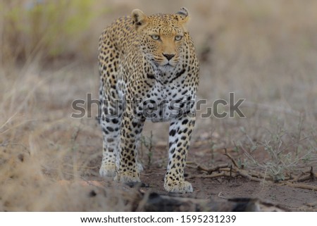 A closeup shot of a cheetah walking while looking straight ahead
