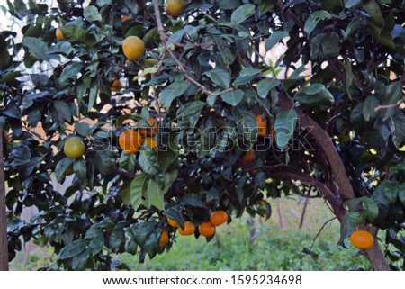 
natural tangerine tree berries picture