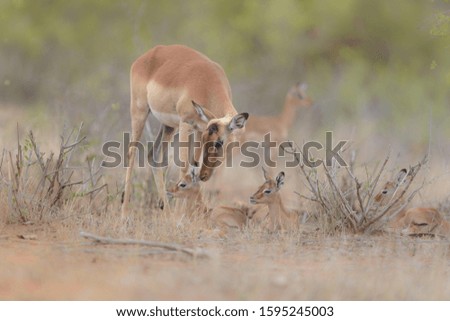 A selective focus shot of baby deers sitting on the ground with their mother guarding them