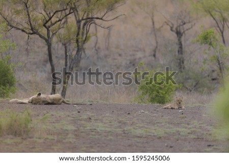 A selective focus shot of lions laying on the ground in the distance