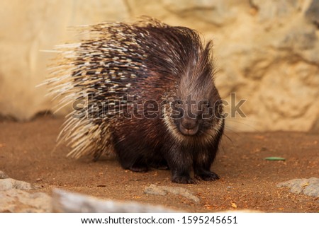 Indian crested porcupine (Hystrix indica)