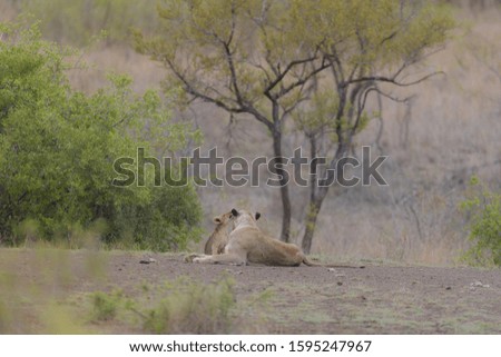 A selective focus shot of lion laying on the ground