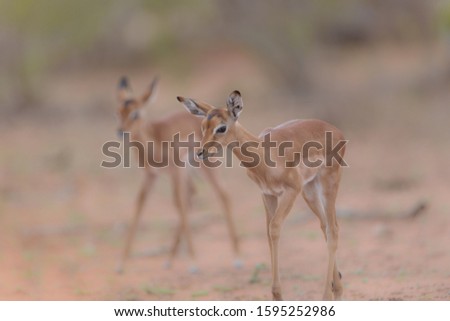 A selective focus shot of a baby deer walking