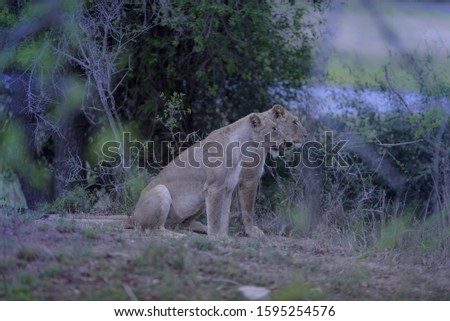 A selective focus shot of lions sitting near each other