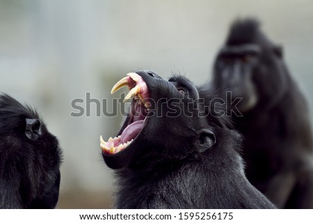 A closeup shot of a baboon screaming with its mouth open and sharp teeth Royalty-Free Stock Photo #1595256175
