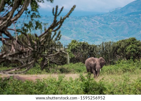 an elephant walks on the African Savannah,among the bushes and candelabra trees, against the blue mountains