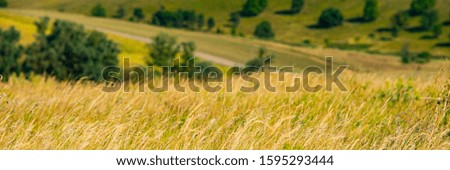 golden dry grass on a blurry background of hilly slopes. Summer season, August. Web banner.