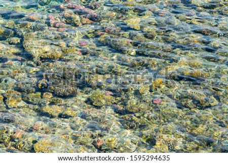 Coral under clear water. Abstract marine background. Blurry
