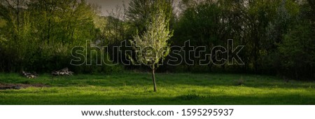Flowering pear tree in the rays of sunlight on a meadow, evening. Spring season, May. Web banner.