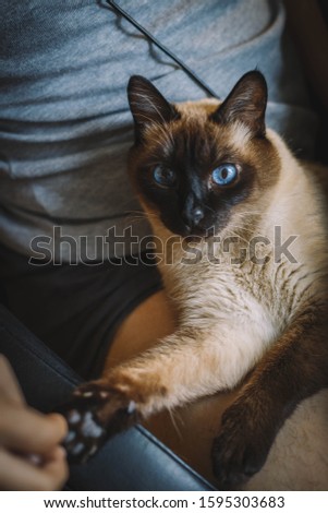Portrait of beautiful blue eyed thai cat and a host