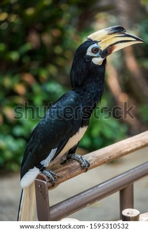 Close up image of Oriental pied hornbill with green background