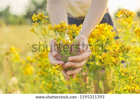 Medicinal herbs growing in wild meadow. Yellow blooming St. John's wort hypericum in girls hand. Natural herbal medicine, ecology, summer season Royalty-Free Stock Photo #1595311393
