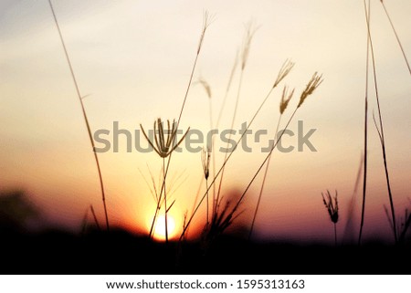 Grass flowers with evening light sunset, Flower grass and sunrise background in the morning, Grass flowers background, Fountain Grass, warm tone light.