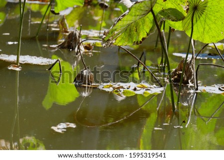 Green lotus leaf in lake against blur background