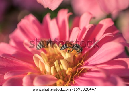 Macro photo while the bee was searching for the nectar of pink zinnia pollen