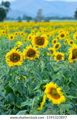 Beautiful sunflower farm. Beautiful yellow flowers.