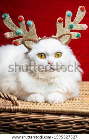 Portrait of a fluffy white cat in a Christmas decoration - deer horns and Santa Claus costume. New year, pets, animals meme concept.