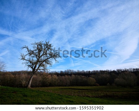 Leafless cherrytree on an autumn meadow in front of a wild and sunny sky covered with  contrails