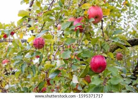 Fresh and juicy red apples for harvest in nature orchard, agriculture farming concept.