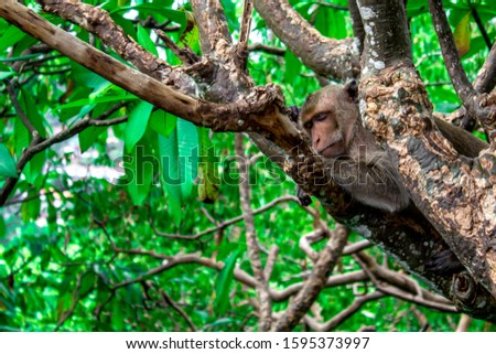 The monkey slept in the trees during the day time.