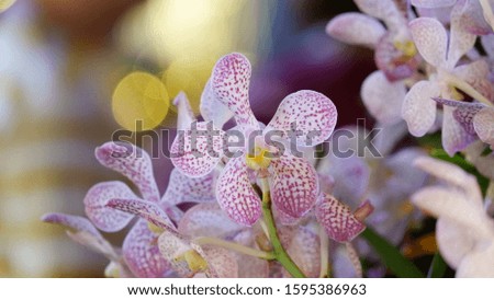 Pictures of orchids taken at night