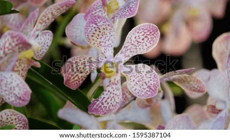 Pictures of orchids taken at night