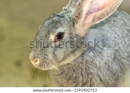 The head of a gray domestic rabbit. nice face. Close up.