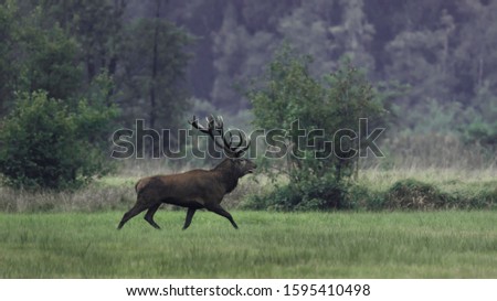 A majestic red deer stag (Cervus elaphus) with large antlers crosses a green meadow on a cloudy autumn morning in the rutting season. Portrait of a large roaring red deer stag in autumn.