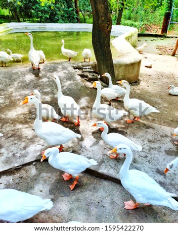 white ducks in a group near a pond having fun as a family together