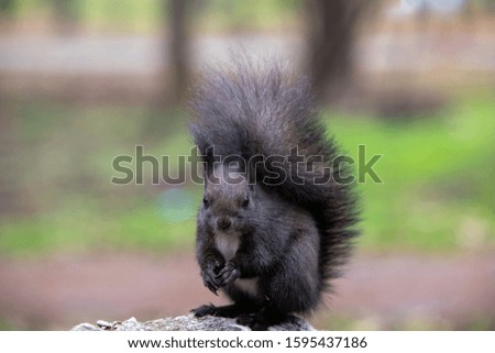 Eastern gray squirrel (Sciurus carolinensis) eating nuts