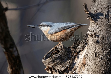 Close up picture of Eurasian nuthatch (Sitta europaea) 