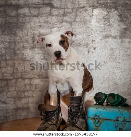 Pit Bull Mixed Breed Puppy With Welders Glasses and Work Boots