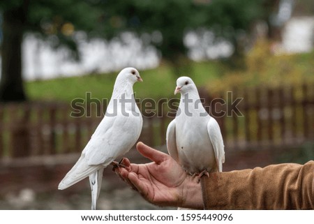 White Pigeon  dove eating  seed from person hand
