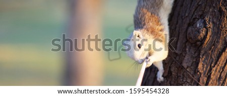 Squirrels on trees and drinking water, animal panoramic banner for website
